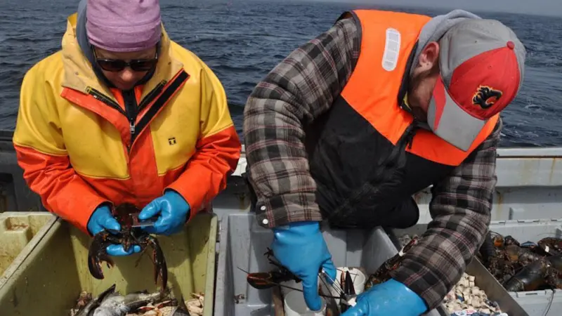 Lobster fishing