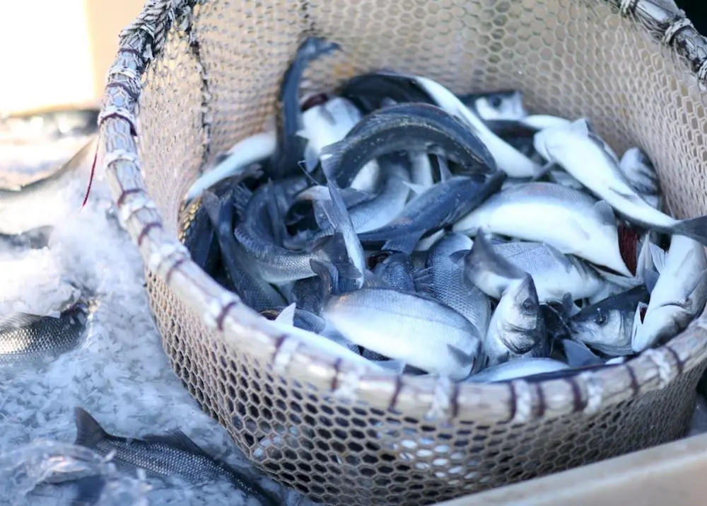 Corfu Sea Farm