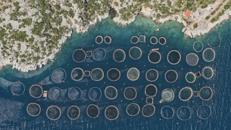 00_66919_Fish-Farms