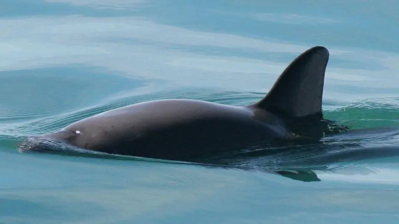 Vaquita