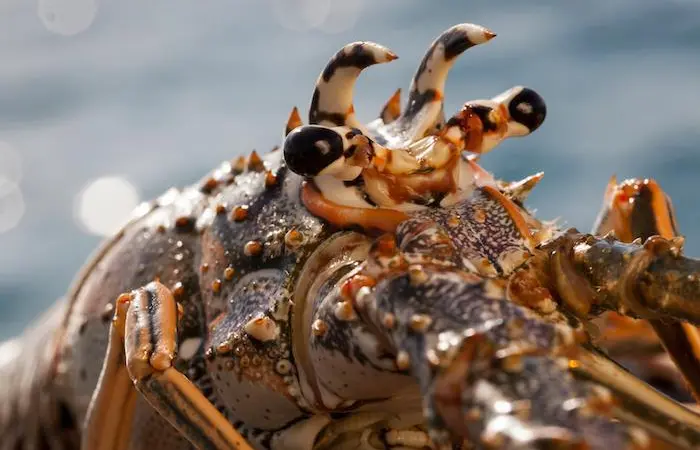 Spiny Lobster