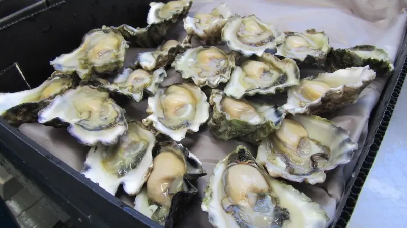 Sydney Rock Oysters