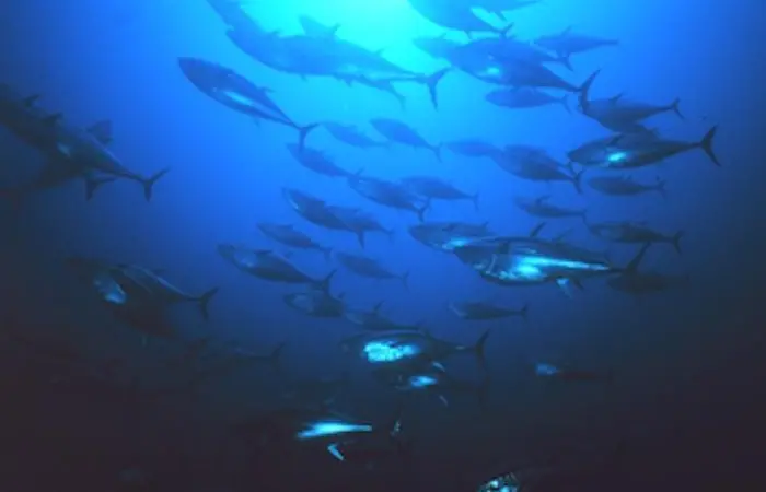 Bluefin tuna