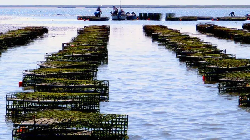 Growing Russian shellfish production