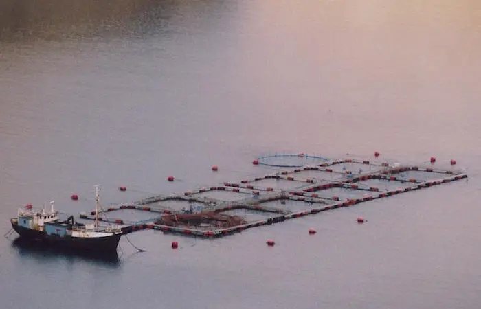 The AFS meeting will explore how fisheries can benefit from aquaculture Photo: File photo