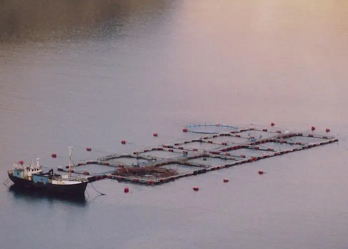 The AFS meeting will explore how fisheries can benefit from aquaculture Photo: File photo