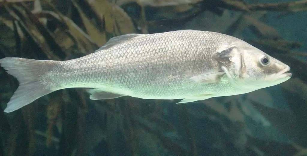 00_67010_Med-Sea-Bass
