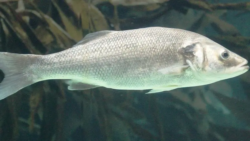 00_67010_Med-Sea-Bass