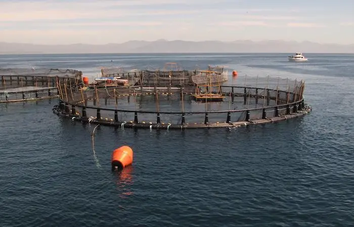 Focus on Greece at High Energy Mariculture