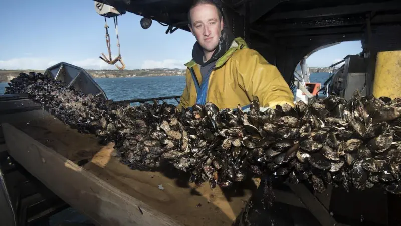Cornish new dawn for UK aquaculture