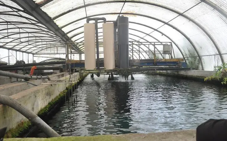 Russia seeks to boost domestic aquaculture