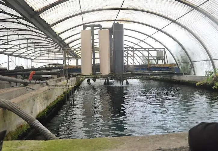 Russia seeks to boost domestic aquaculture