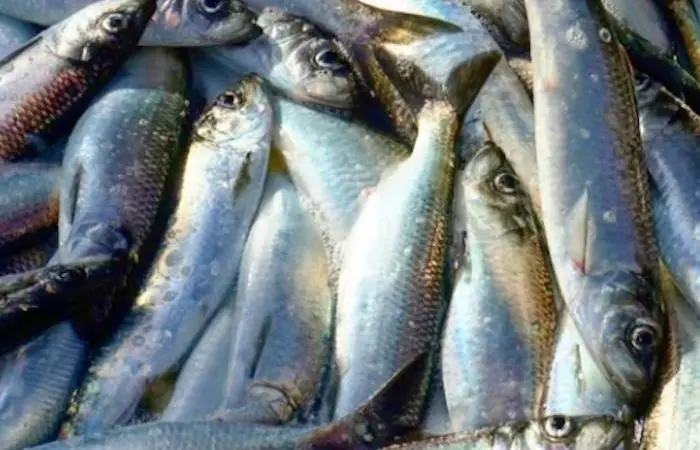 Credit line for Peruvian fishmeal producer