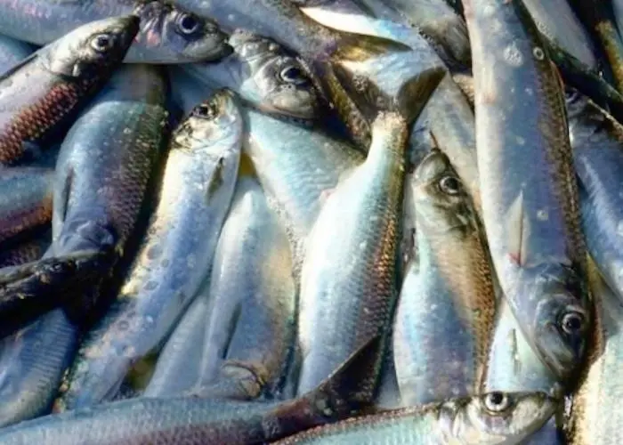 Credit line for Peruvian fishmeal producer