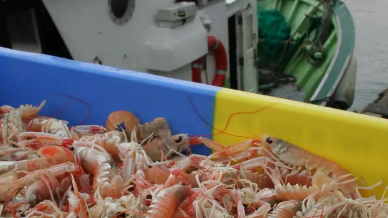 Langoustine