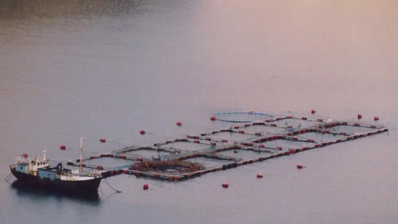 salmon cages