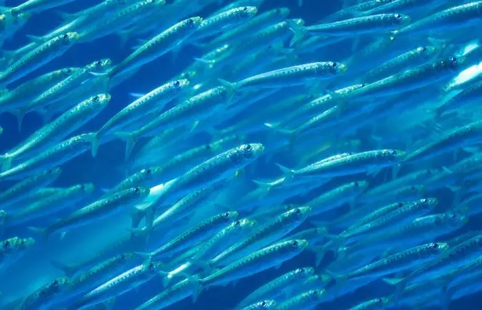Salmon