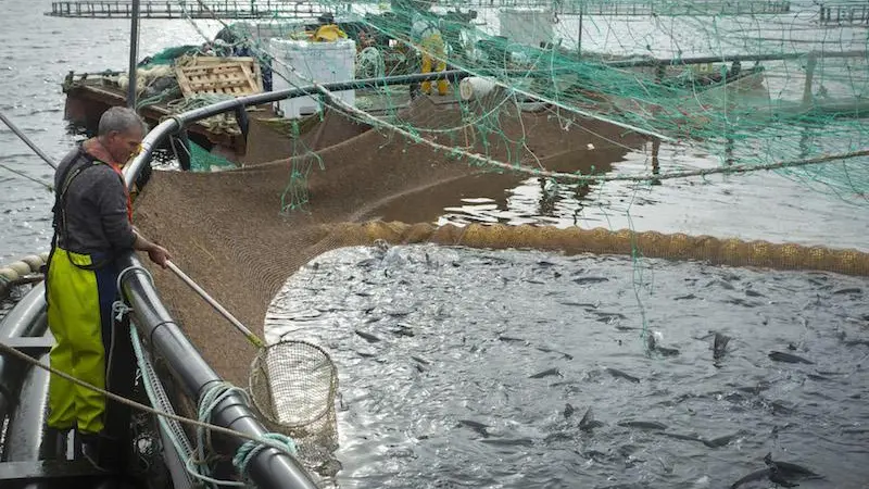 Salmon farm