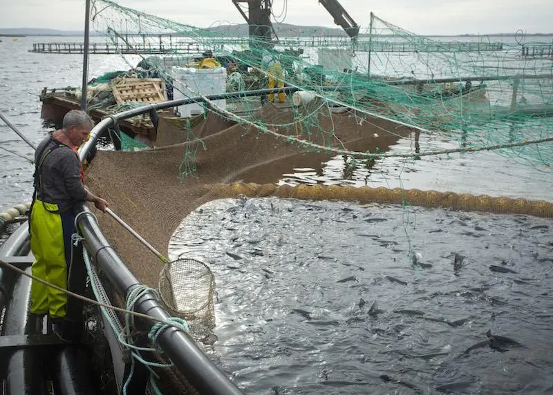 Salmon farm