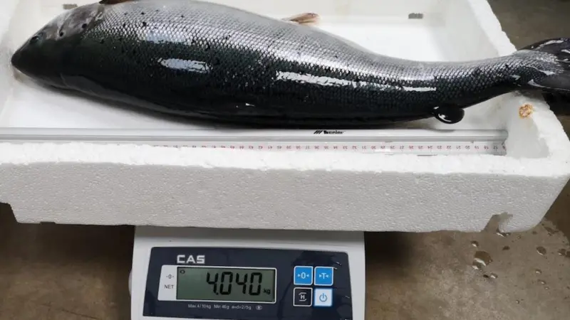Salmon