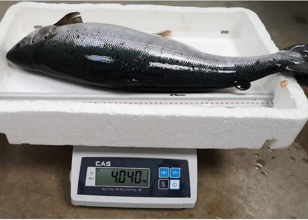 Salmon