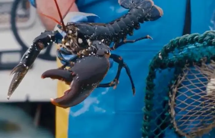 Seafish film