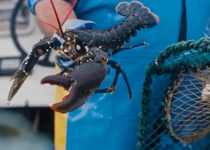 Seafish film
