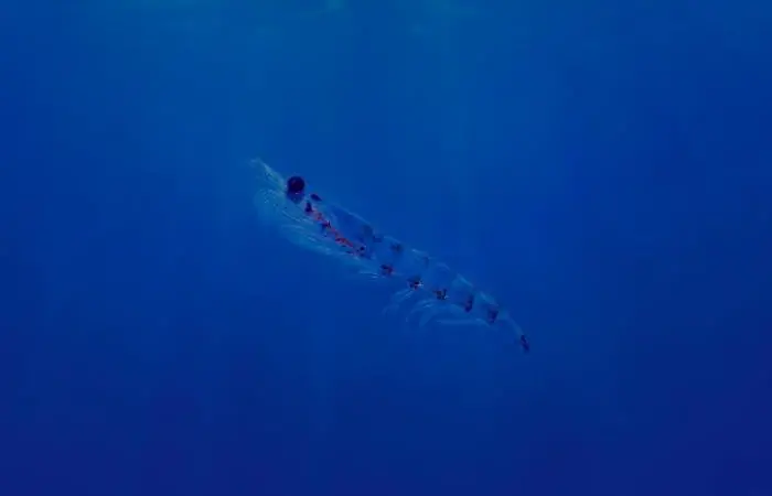 The Sustainable Fisheries Partnership has ranked the Antarctic krill fishery with an ‘A’ rating again Photo: Aker BioMarine