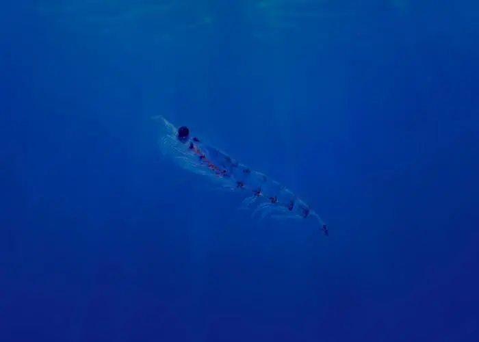 The Sustainable Fisheries Partnership has ranked the Antarctic krill fishery with an ‘A’ rating again Photo: Aker BioMarine