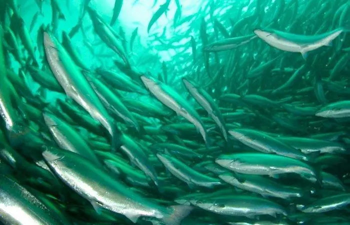 Aquaculture can be more sustainable