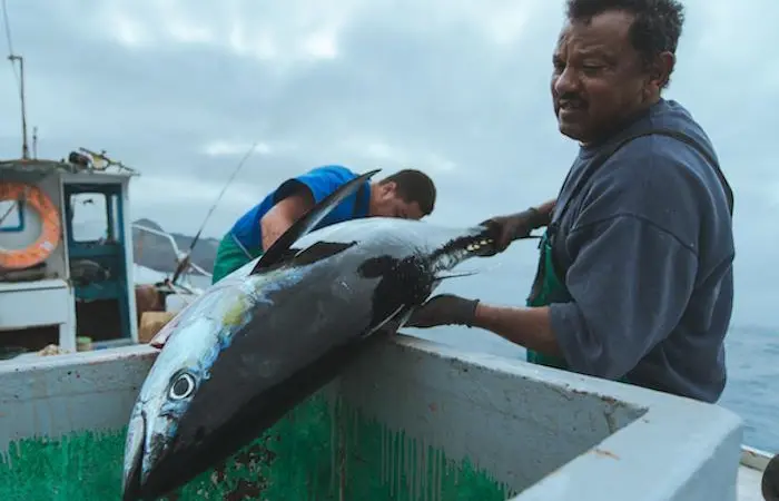 The IPNLF is concerned about bigeye tuna overfishing Photo: IPNLF