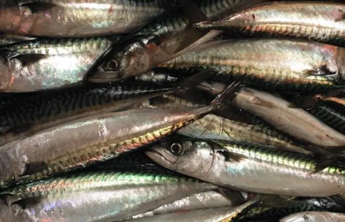 Three-way mackerel agreement