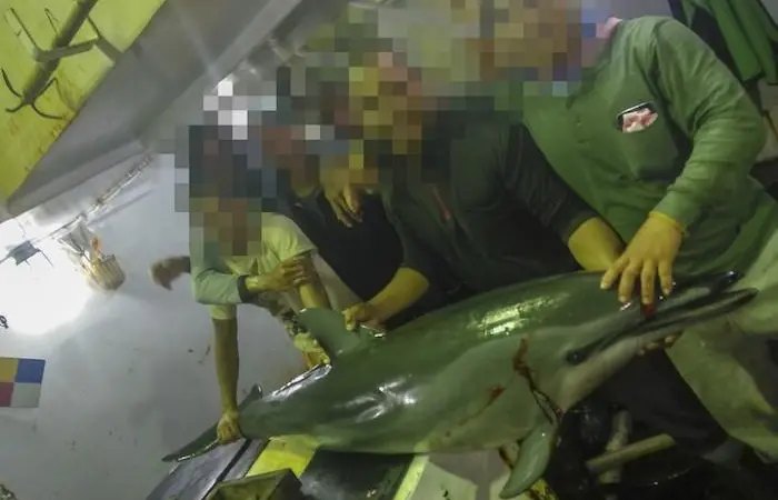 The EJF is concerned about Taiwan's illegal slaughter of dolphins, turtles and sharks Photo: EJF