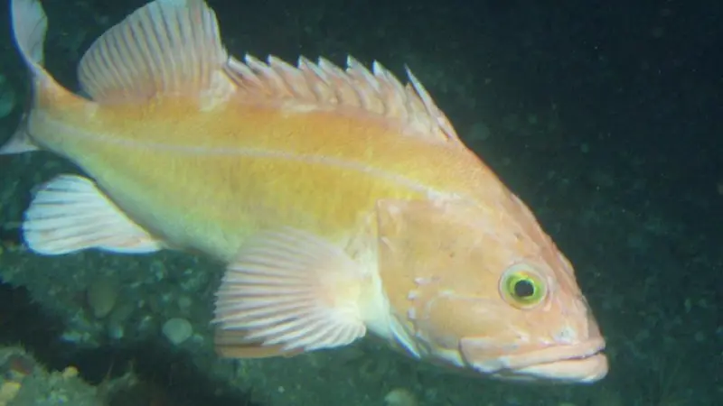 Groundfish stocks on the US west coast are on the increase Photo: NOAA