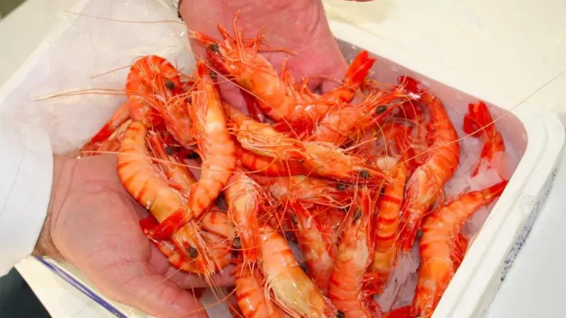 New York focus on fish fraud