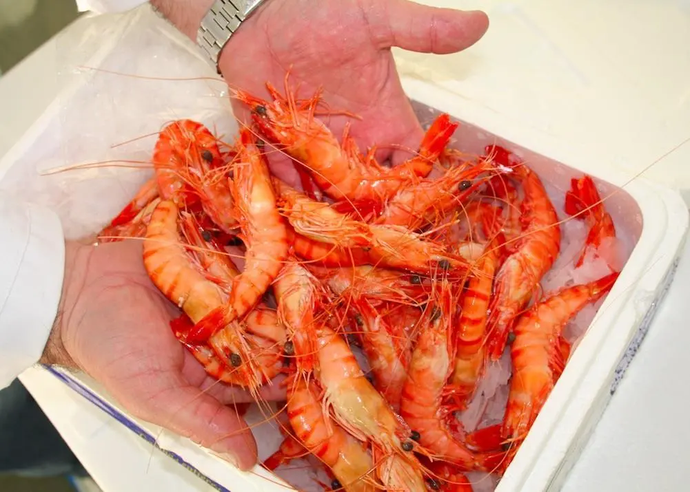 New York focus on fish fraud