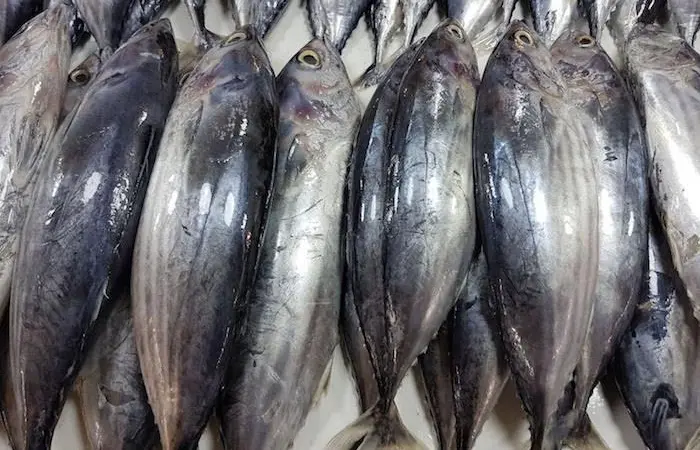 Fish