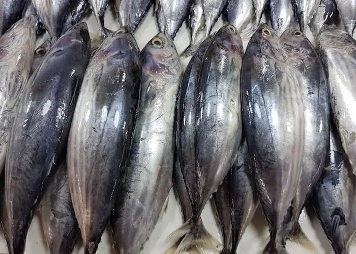 Fish