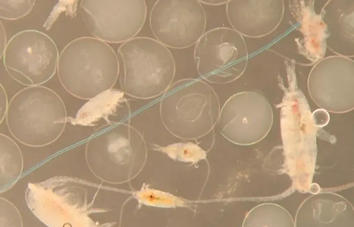 Universities in Denmark are researching the effect of microplastics in the marine environment Photo: DTU