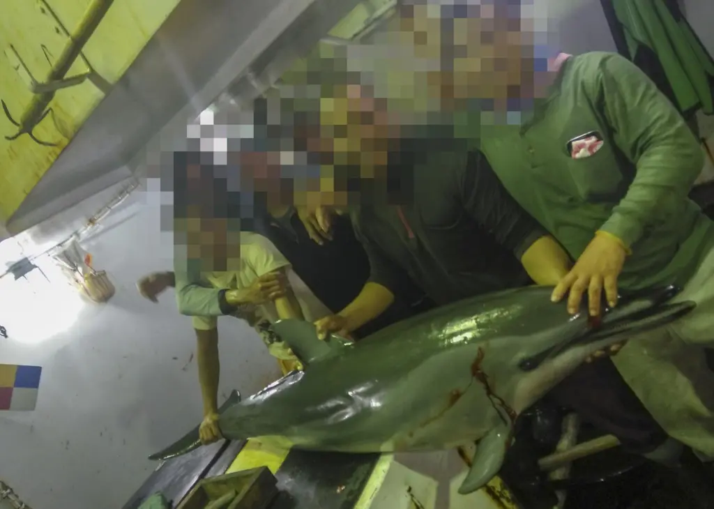 Taiwan has hit back at claims of illegal fishing made by the EJF but has agreed to launch an investigation Photo: EJF