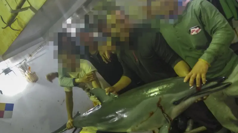 Taiwan has hit back at claims of illegal fishing made by the EJF but has agreed to launch an investigation Photo: EJF
