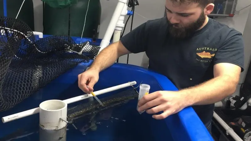 Sustainable feed for Nile tilapia