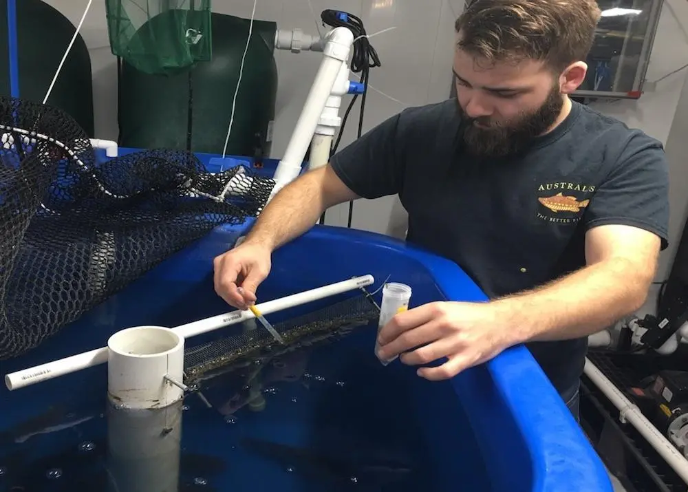 Sustainable feed for Nile tilapia