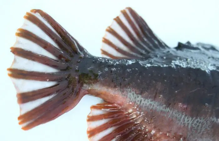 Scientists in Norway have mapped the lumpfish genome Photo: AquaGen