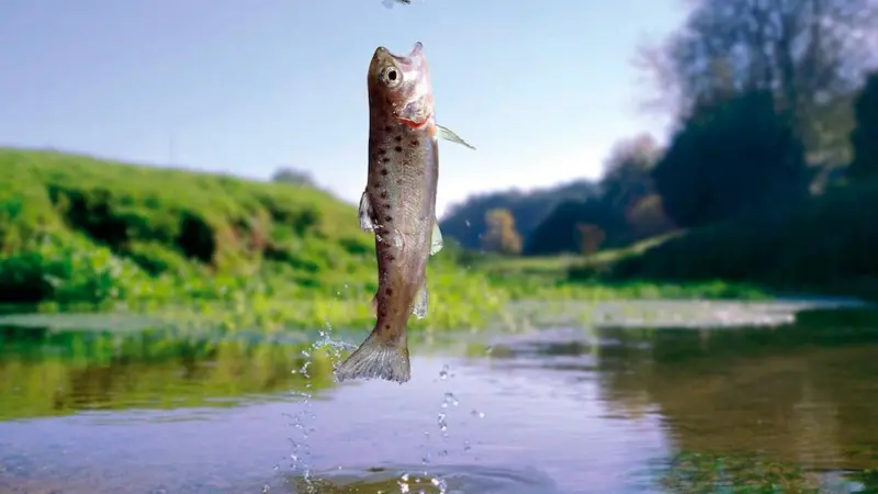 Insect-fed trout will go on sale in France Photo: Skretting