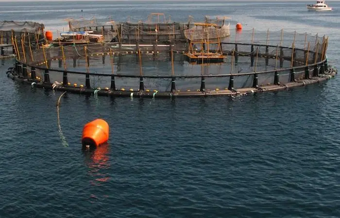 The EU's aquaculture sector is strong according to a recent report