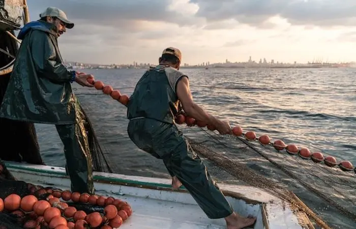 The main commercial fish species in the Mediterranean and Black Sea are still over-fished but pressure has reduced over past years Photo: FAO