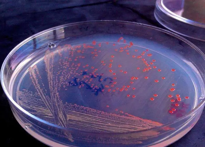 Advances in aquaculture will help meet the protein needs of a growing population Photo: KnipBio