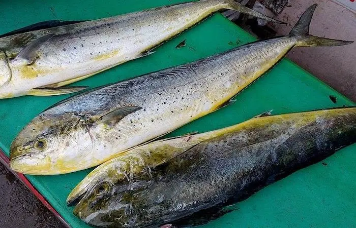 More than half of mahi-mahi is sourced in a sustainable way according to the SFP Photo: Orangelioncat