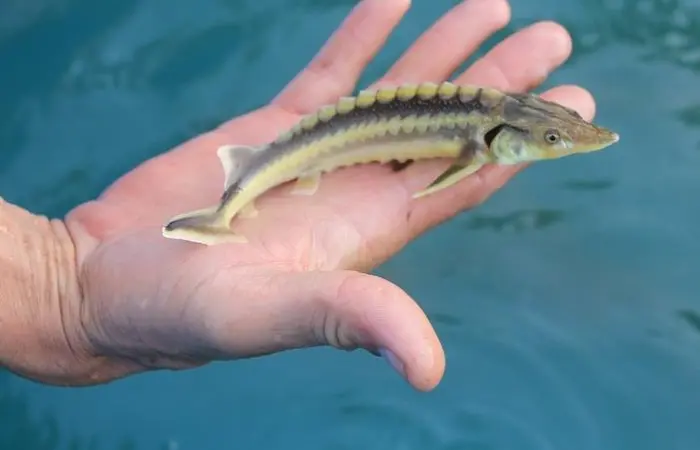 Caspian countries extend sturgeon moratorium